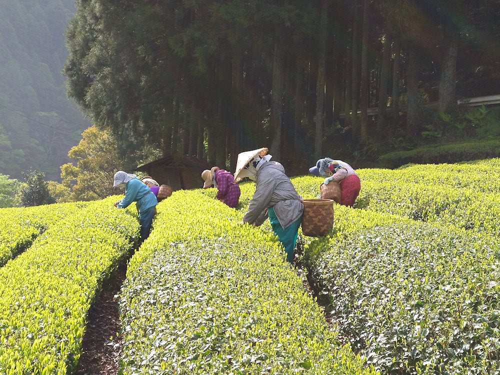 茶畑での作業風景
