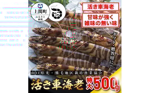 C-3　特大活き車えび500g　【山口県光・熊毛地区栽培漁業協会】（１２月発送分）