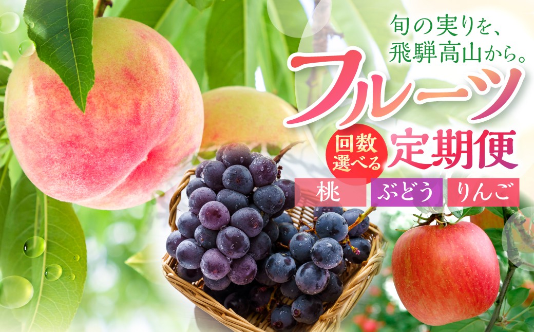 
                  定期便 フルーツ 2回 3回 先行予約【8月・9月・12月発送】飛騨桃 ぶどう 飛騨りんご| 桃 もも 白桃 葡萄 林檎 フルーツ 果物 旬 朝採れ 産地直送 品種お任せ 飛騨高山 山本果樹園
                