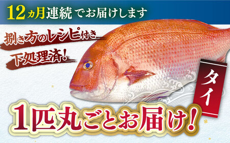 【全12回定期便】タイ 平戸なつ香 約2kg 【坂野水産】[KAA478]