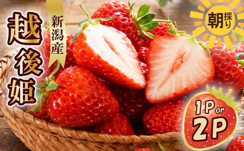 
                  【寄附額改定↓】 いちご 越後姫 3L～2L 選べる パック数 12粒～30粒 朝採り 苺 イチゴ えちごひめ あかい 大粒 果物 フルーツ 朝どれ 朝摘み 生産者直送 農家 直送 産地直送 数量限定 期間限定 須貝いちご園 新潟県 新潟 新発田 sugai001P
                