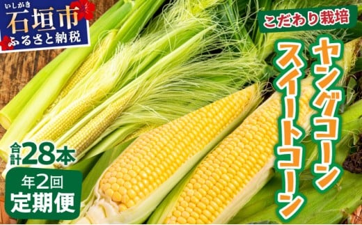 【先行予約2026年1月-5月配送】1番遅くて1番早い? プレミアムヤングコーンとスイートコーンのよくばり定期便！！朝採れを皮付きのままお届け！！