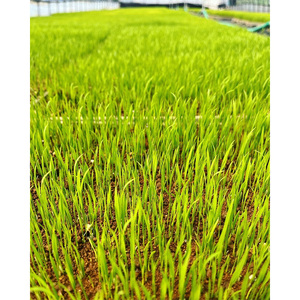 【定期便 6回】【令和7年度産】 米 里山のつぶ 12kg(2kg×6回) 白米 精米 ※沖縄・離島への配送不可