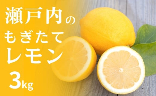 [予約] 1~2月発送 皮まで丸ごと食べられる！もぎたて瀬戸内レモン 3kg ワックス不使用 防腐剤不使用 国産 瀬戸内 せとうち 広島 大崎上島 れもん 広島レモン