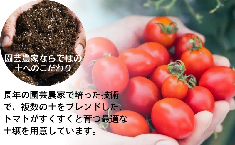 モリヒロ園芸が育てたじょんならんトマトの定期便A　約270g