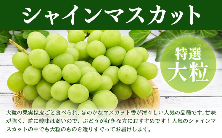 特選 大粒 シャインマスカット 約2kg(2~4房) 株式会社日本植生グループ本社 NISSHOKU FARM《9月下旬-12月末頃出荷》葡萄 ブドウ ぶどう 送料無料 岡山県 浅口市 【配送不可地域