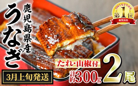 【0134332a-2603】＜3月上旬発送予定＞東串良町のうなぎ蒲焼(無頭)(2尾・計約300g・タレ、山椒付) うなぎ 高級 ウナギ 鰻 国産 蒲焼 蒲焼き たれ 鹿児島 ふるさと 人気【アクアおおすみ】