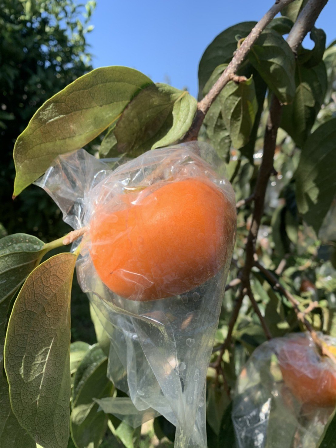 平核無柿の栽培風景