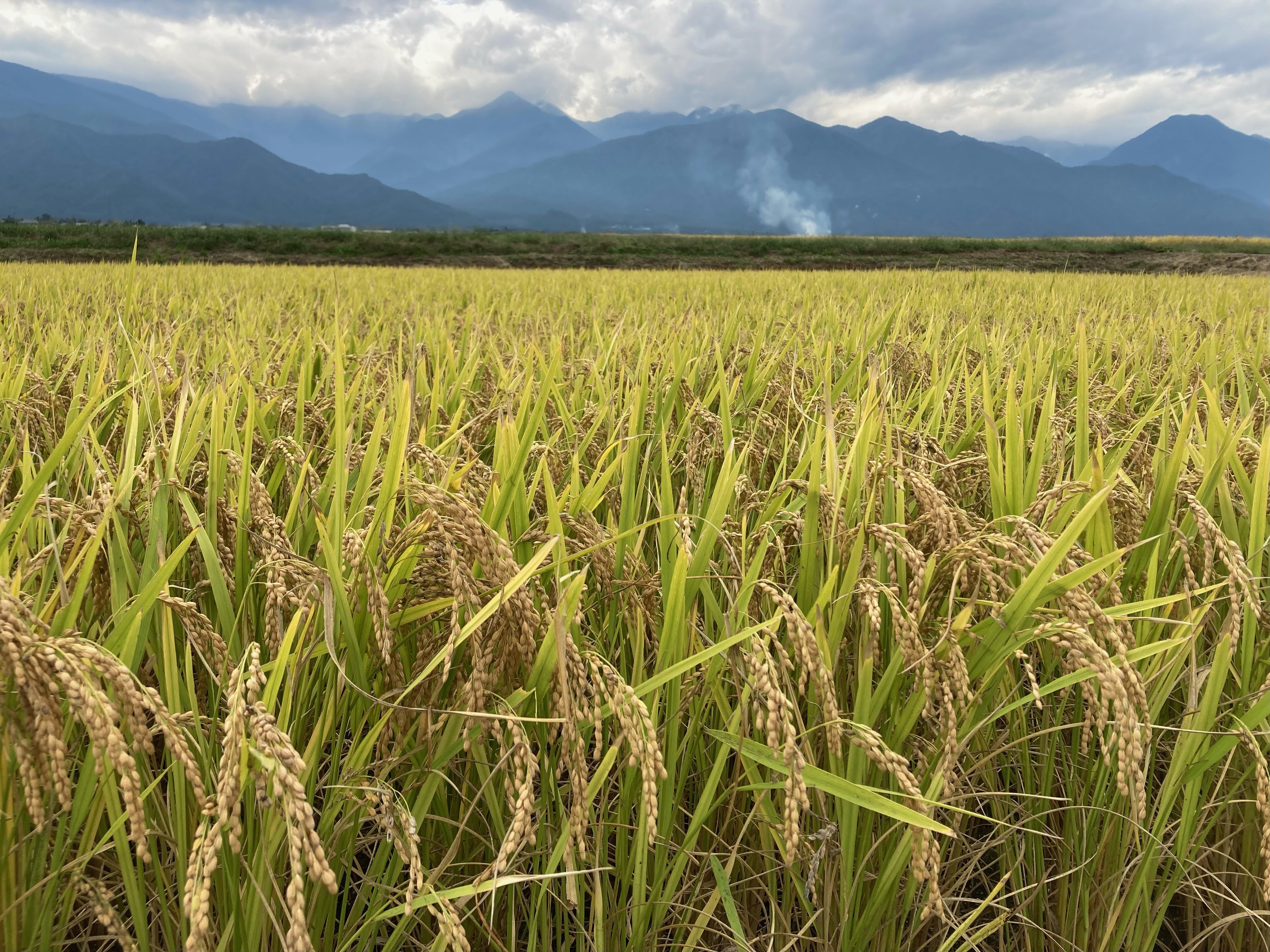 写真はイメージです