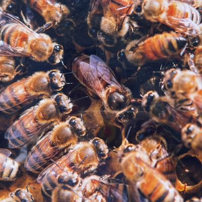 ふるさと納税 瑞浪市 純粋ハチミツ(野山の花500g×1　ソヨゴ500g×1) |  | 03