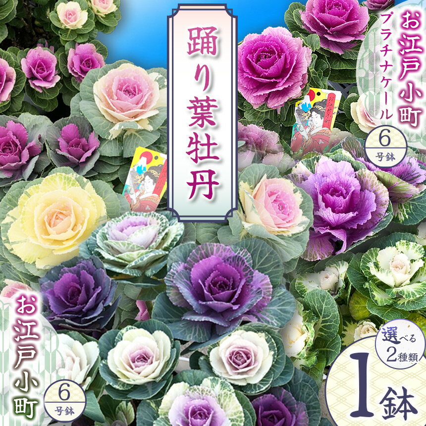 【ふるさと納税】踊り葉牡丹 お江戸小町 選べる品種 | 11月中旬 11月下旬 発送 鉢植え 葉牡丹 葉ぼたん はぼたん ハボタン 花 園芸 6号鉢 プラチナケール 贈り物 ギフト 室内インテリア 観葉植物 店舗装飾 お正月 迎え花 寄せ植え 送料無料 先行予約 栃木県 下野市