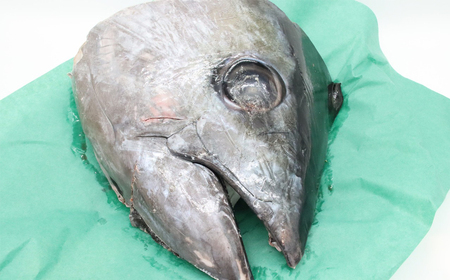 メバチマグロ兜 頭半割1個分（1kg） 1/2カット×1個 [0011-0014]