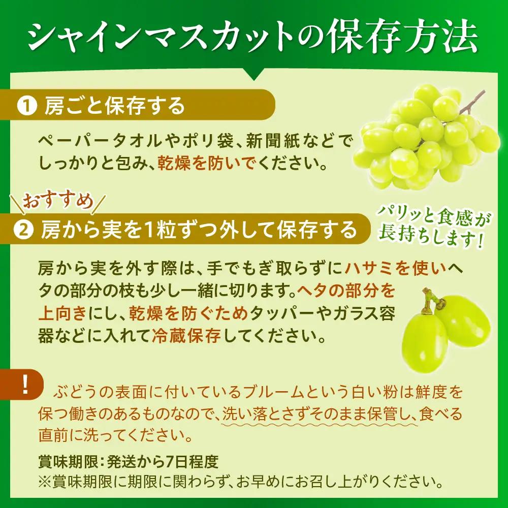 ぶどう シャインマスカット 2房 1.2kg 秀品 令和8年産 ぶどう