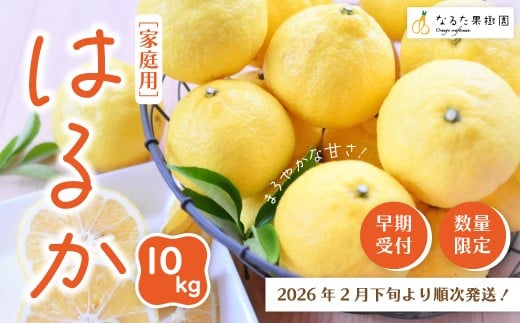 【 早期受付 期間限定 数量限定 】 はるか 10kg 家庭用 甘い 甘酸っぱい 人気 フルーツ 果物 くだもの 柑橘 みかん ミカン 高知県 高知 四万十市 四万十 しまんと 高知県産 お取り寄せ 【配送時期：2026年2月下旬～3月下旬】25-351
