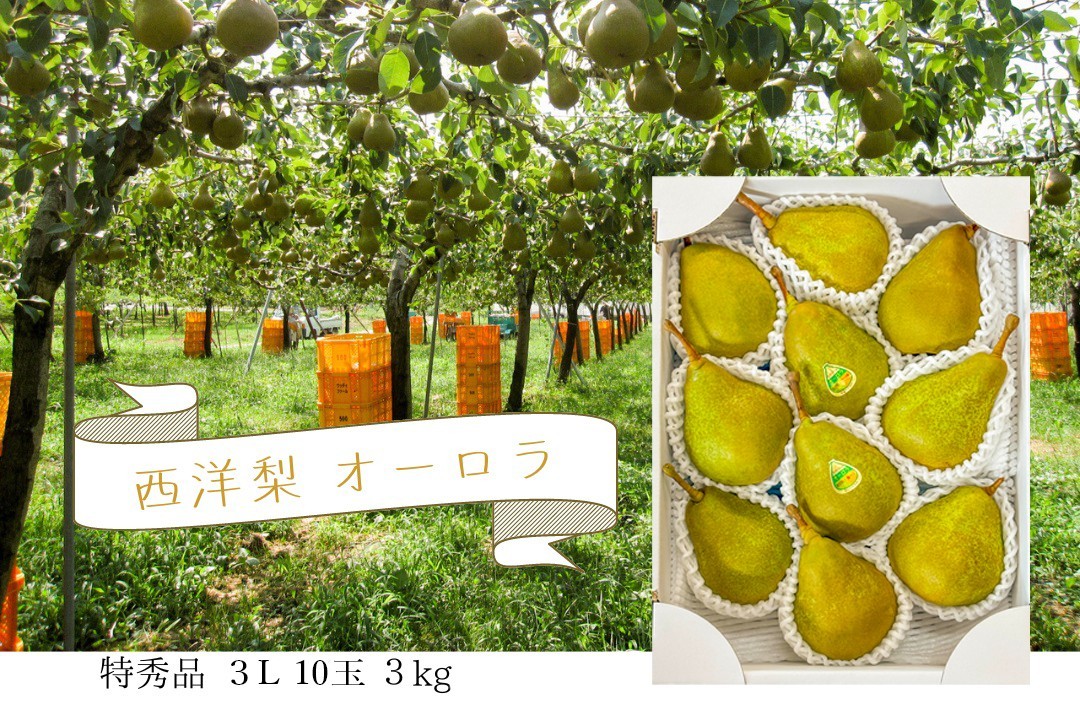 
                  西洋梨（オーロラ）３ｋｇ　１０玉　３L　特秀品　0062-2602
                