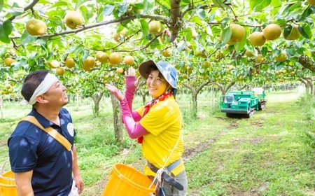 【先行予約】鈴木農園 特撰甘果逸品 豊水梨 7玉から9玉 (約3kg) 2025年8月下旬から9月中旬 出荷予定