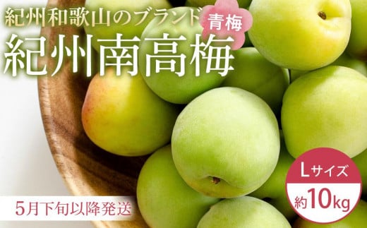 
            【2026年5月下旬以降発送】紀州南高梅(青梅) 10kg〈Lサイズ〉
          
