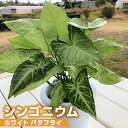 【ふるさと納税】【 観葉植物 】 シンゴニウム ・ ホワイト バタフライ 1鉢 シンゴニューム ガーデニング 室内 植物 花 鉢 緑