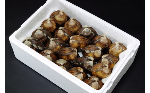 北海道日高産　活ホッキ貝（２０個）