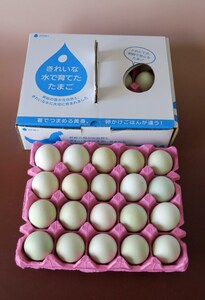 【12回定期便】きれいな水で育てた卵 アローカナ 20個
