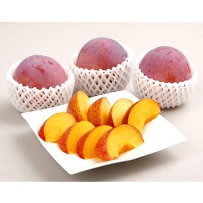 ふるさと納税 南アルプス市 特選すもも 【 貴陽 】　約1.6kg　(2026年発送分) |  | 02