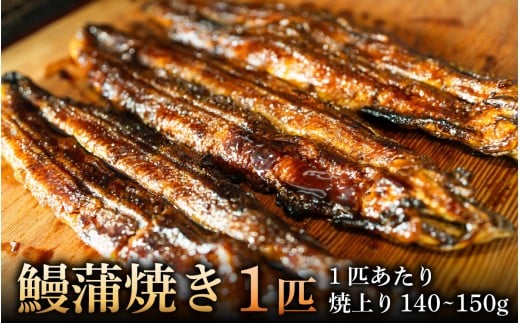 鰻蒲焼き　1匹　焼上り140～150g[RS001] / 鰻 うなぎ 国産鰻 国産うなぎ 鰻蒲焼 うなぎ蒲焼き