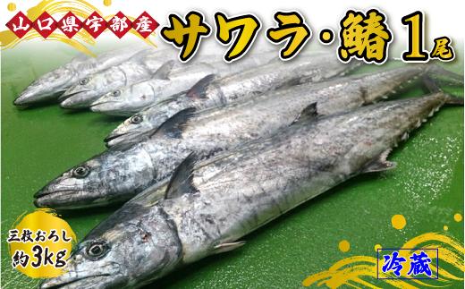【着日指定必須】《三枚おろし》 サワラ・鰆 (1尾 約3kg) 【魚 新鮮 ツマミ 刺身 塩焼き 市場直送 山口県 宇部市】