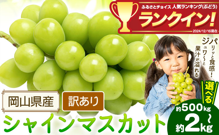
                  シャインマスカット 訳あり 選べる 約500g(1~2房) 約1.2kg(1~3房) 約2kg(2~5房)【先行予約】 花田青果株式会社《9月上旬-10月末頃出荷》マスカット 送料無料 岡山県 浅口市 シャインマスカット ぶどう フルーツ 果物 贈り物 ギフト【配送不可地域あり】
                