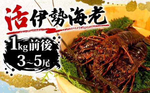 活き 伊勢海老  約 1kg 3尾 ～ 5尾 海老 えび エビ いせえび 志摩 天然 刺身 BBQ バーベキュー 味噌汁 海鮮 魚介 新鮮 のし 熨斗 三重県 伊勢志摩 伊勢 志摩 みえ いせしま いせ しま