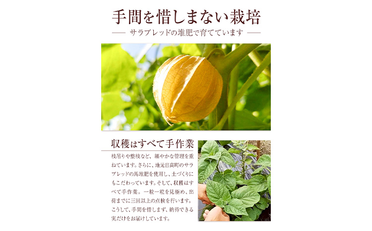 【2026年発送 先行予約 】フルーツ ほおずき 太陽の子 約500g のざわ農園《9月上旬-10月末頃出荷》北海道 日高町 希少 ホオズキ---hohdk_nn_5_500g---