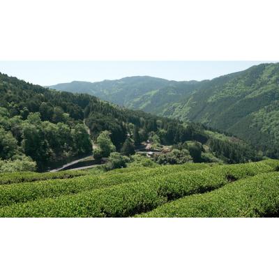 ふるさと納税 白川町 発酵和茶Trinitea 二番茶リーフタイプ 50g |  | 03