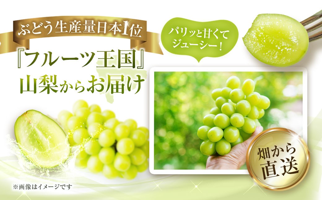 【2025年発送】ぶどう 山梨県産 シャインマスカット500g以上（1房）