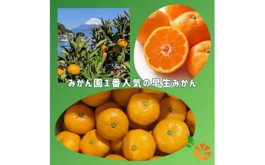 早生 みかん 3kg 【贈答用】 みかん 静岡 沼津