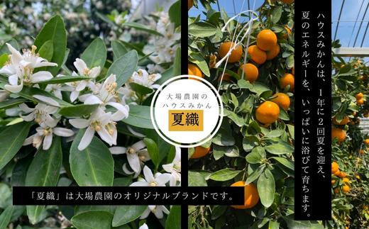 『予約受付』【令和6年6月上旬発送】夏の極上ハウスみかん「夏織」1.3kg  贈答箱・ギフトボックス入り ～海と空と、みかん～ 甘くてとろける夏の果物に ミカン フルーツ 柑橘