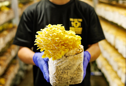 オーガニックたもぎたけ3Pと万脳だしセット【きのこ 3パック 出汁 1袋 調味料 だし 味噌汁 和食 洋風 料理 野菜 オーガニック 黄色い傘】