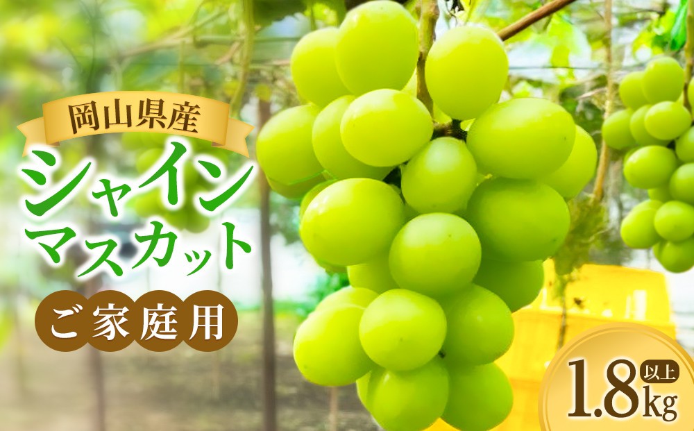 
                  ご家庭用「1.8キロ以上」岡山県産シャインマスカット
                