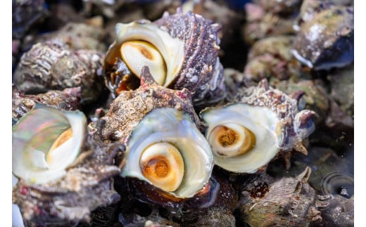 【つぼ焼き／ボイル 天然サザエ（中）】BBQ・つぼ焼きに最適！ 天然サザエ ボイル済み 1.6kg 中サイズ（16～21個） ※万能ダシ付き ＜サザエのつぼ焼き・海鮮BBQ・サザエの煮つけ・サザエご飯に・サザエ蒸し＞　UO00073
