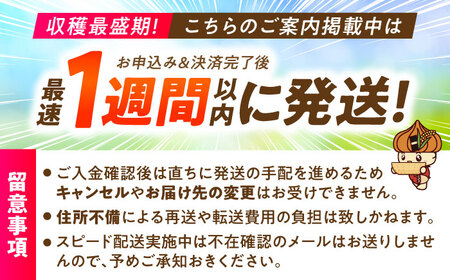 【R8年2月以降発送】いちごさん 240g×4パック 【8/12ICHIGOFARM】[IBR006]