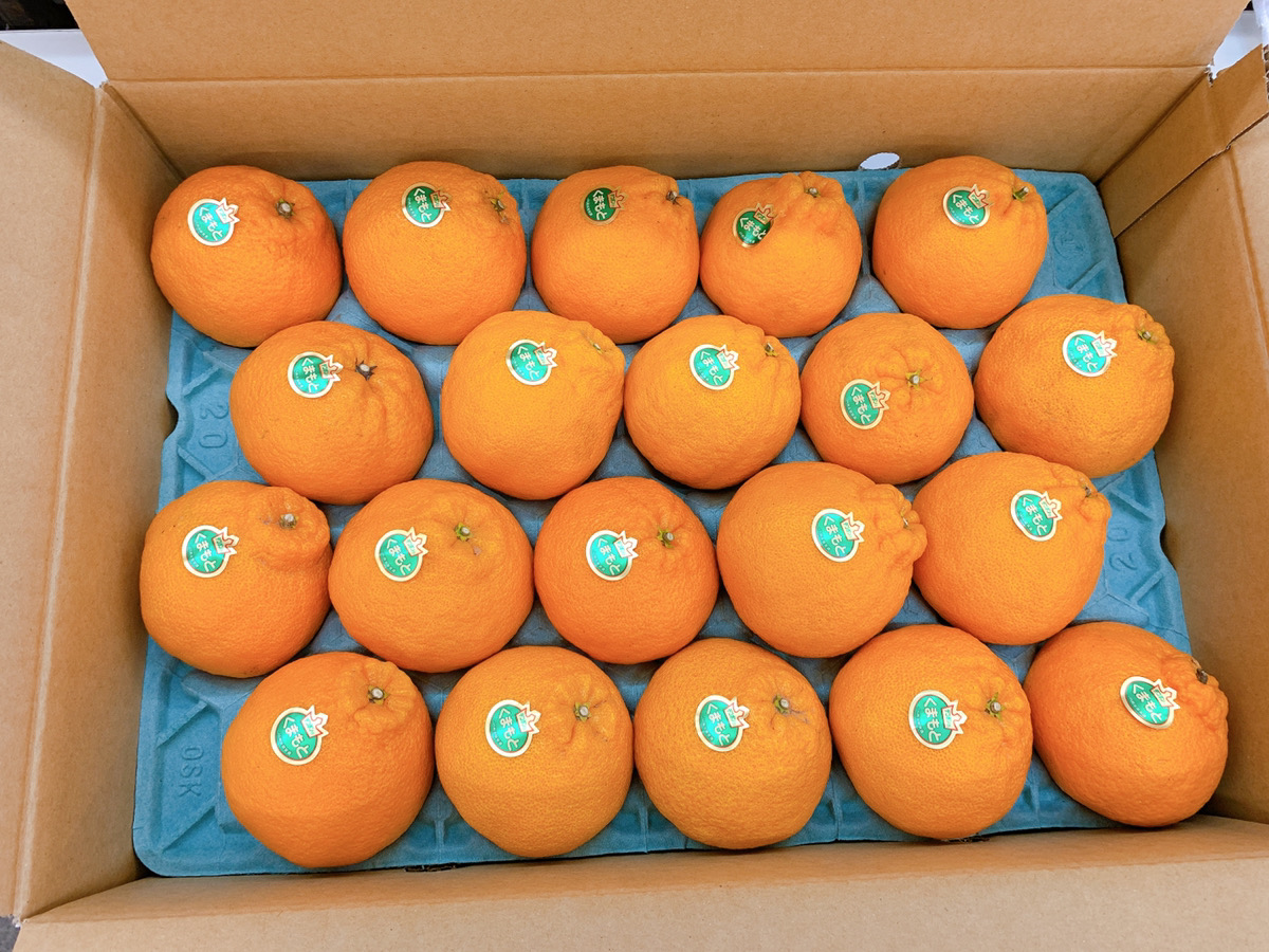 【先行予約】【2026年3月上旬〜3月下旬頃発送予定】デコポン発祥の地 宇城産 露地物デコポン 約5kg（18〜20玉）