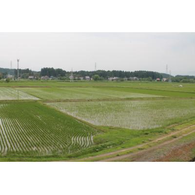 ふるさと納税 上越市 【先行予約】上越頸城産　「こしひかり」精米10kg(5kg×2袋) |  | 02