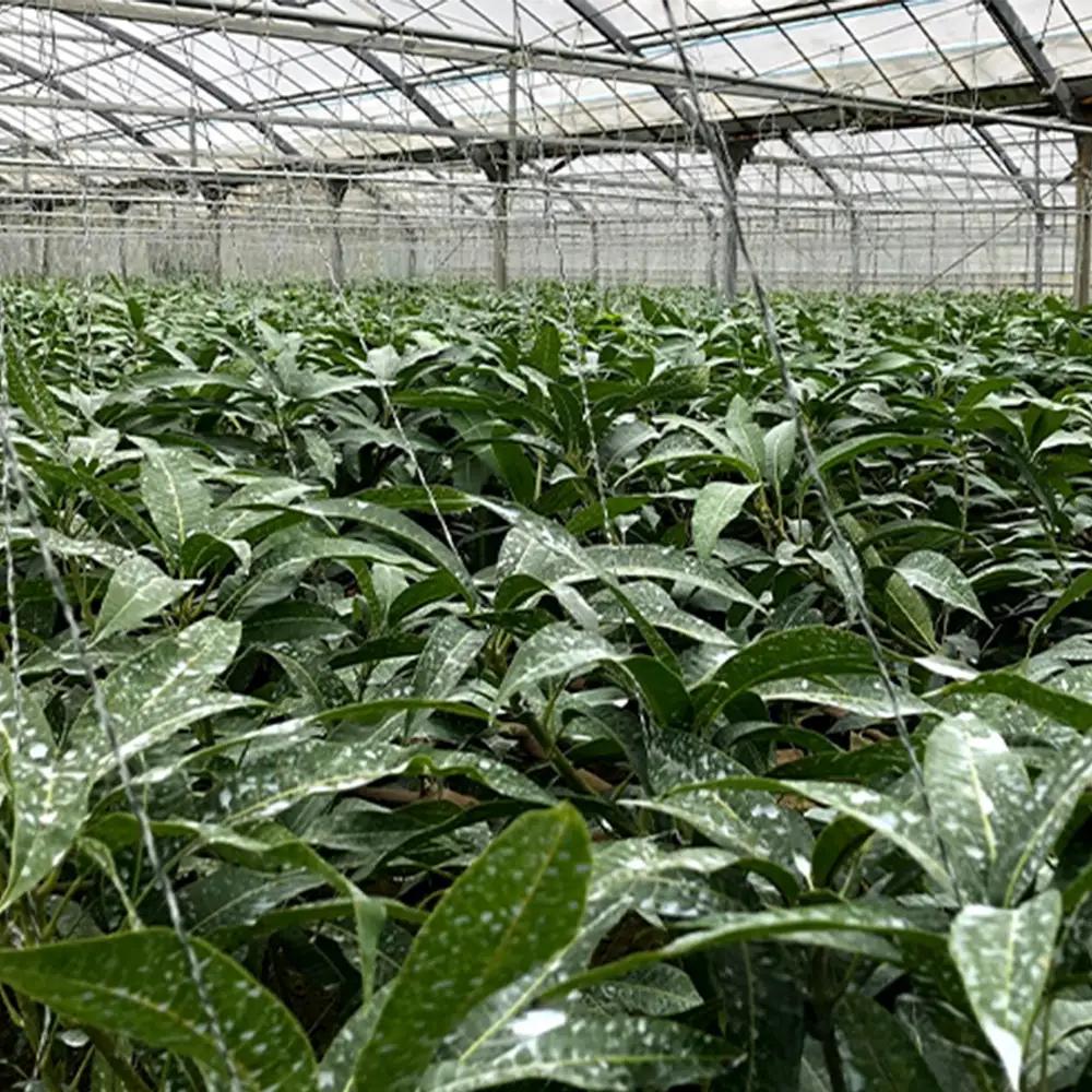 2026年発送【沖縄やんばる産】約2kg 良品アップルマンゴー（Ms mango farm） 南国 南国フルーツ 先行予約 期間限定 沖縄 甘味 糖度 フルーツ 果物 果実 プレゼント ギフト トロピ