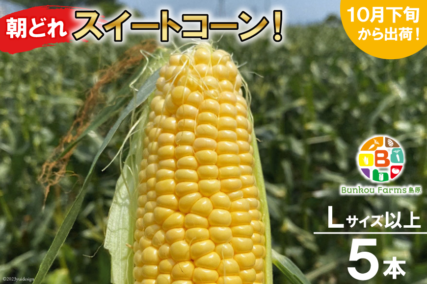 CF110 10月下旬から出荷！「朝どれスイートコーン！」Lサイズ以上×5本セット【全国的にも珍しい秋季出荷】