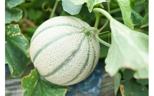 CF108【令和8年度出荷分】マルセイユメロン～島原風香～（4L×2玉）[農事組合法人　『舞岳の里』生産組合 長崎県 島原市 CF108] メロン 赤肉 果物 くだもの フルーツ 産地直送