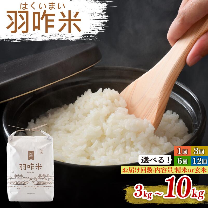 【ふるさと納税】 12月以降発送開始 新米 単品 定期便 選べる 新米予約 令和7年産 こしひかり 羽咋米 自然栽培米 玄米 白米 10kg 5kg 3kg 単品 定期便 12回 6回 3回 能登 こだわり 精米具合 選べる 数量 限定 環境 R7 お米 米 こめ 能登 石川 はくい 復興支援 災害 支援