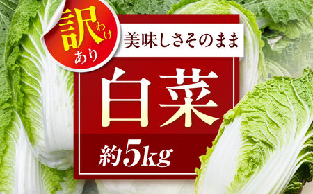 【12月上旬から順次配送】　や！サライ　訳あり白菜 約5kg（3玉から4玉） 愛媛県大洲市/農事組合法人やさらい[AGEK001]
