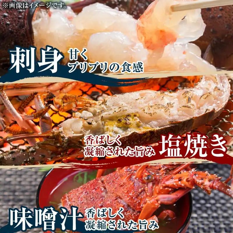 素潜り漁師 MAKOTO の誠に 美味しい 海鮮 おまかせ セット 2kg C074-002 魚介類 冷凍 伊勢海老 イセエビ 魚