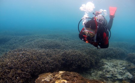 絶景竜串海中公園！ファンダイビング３ボート体験券(Cカード所有者1名用)【R01525】