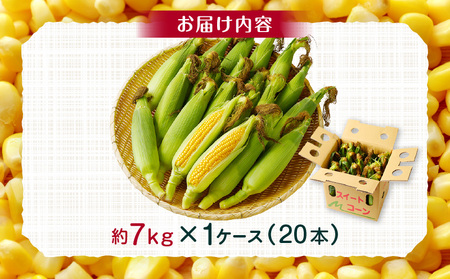 《2025年発送先行予約》宮崎市産朝どれスイートコーン（ゴールドラッシュ）約7kg 野菜 甘い 新鮮