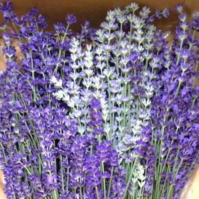 ふるさと納税 池田町 ラベンダー生花  イングリッシュ系ミックス  500g