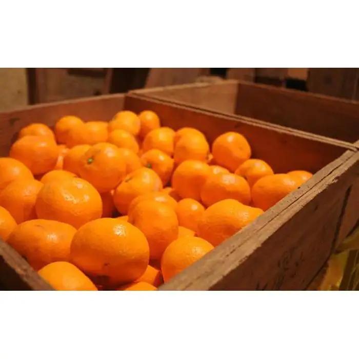 蔵出しみかん 3kg 小粒サイズ 鈴木農園みかん